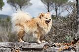 SPITZ ALLEMAND 325